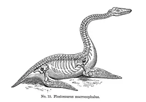 Plesiosaurus: Plesiosaurus macrocephalus