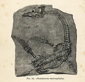 Smit: Plesiosaurus macrocephalus fossil skeleton