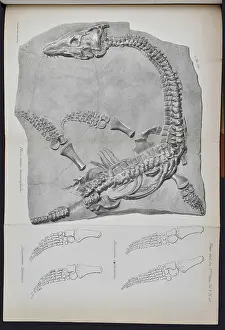 Buckland: Plesiosaurus macrocephalus (lithograph)