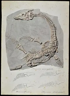 Buckland: Plesiosaurus macrocephalus (original artwork)