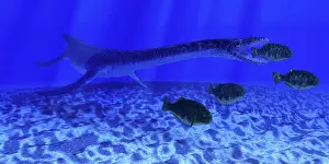 Slender: A Plesiosaurus marine reptile attacks a school of Dapedius ?