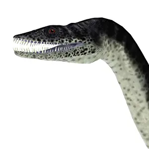 Loch: Plesiosaurus reptile head