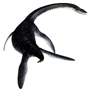 Loch: Plesiosaurus reptile, rear view
