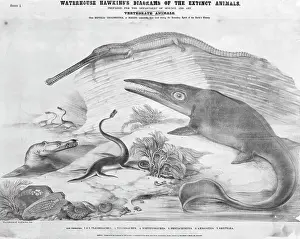 Plesiosaurus: Plesiosaurus, Telesaurus, Ichthyosaurus, Pentacrinites, Ammo