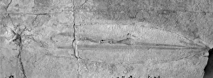 Aguirre: Plesioteuthis sp. belemnite