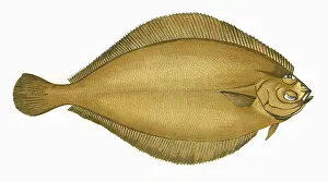 Pleuronectes: Pleuronectes cynoglossus, or Craigfluke