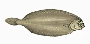 Pleuronectes: Pleuronectes elongatus, or Long Flounder