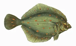 Spotty: Pleuronectes platessa, or European Plaice