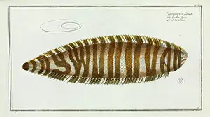 Ray Finned: Pleuronectes zebra (Synaptura zebra)
