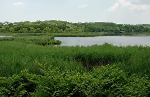 Plantation: Plimoth Plantation or Historical Museum. Eel river estuary