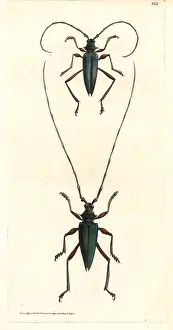 Leach: Plinthocoelium columbinum beetle