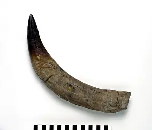 Pliosaurus: Pliosaurus ferox tooth