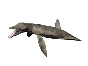 Pliosaurus: Pliosaurus kevani, Late Jurassic of England
