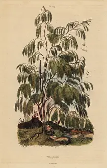 Pendula: Plocama pendula shrub
