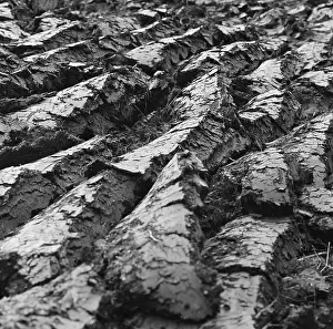 Furrows: Ploughed field
