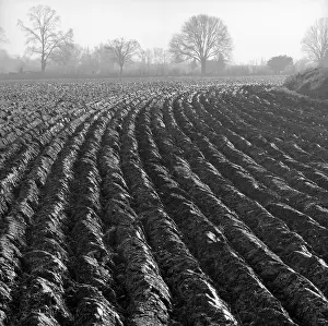 Furrows: A Ploughed Field