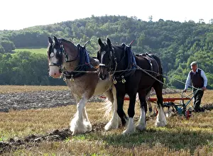 Chevis: Ploughing