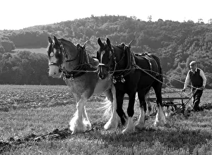 Chevis: Ploughing