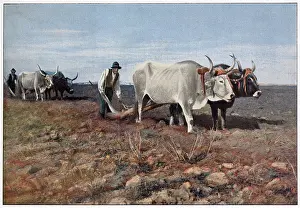 Campagna: PLOUGHING, CAMPAGNA