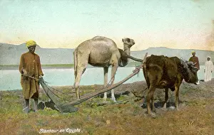 Yoked: PLOUGHING, EGYPT, 1912