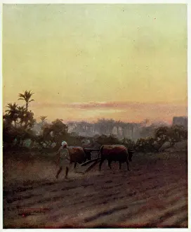 Ploughs: PLOUGHING, EGYPT