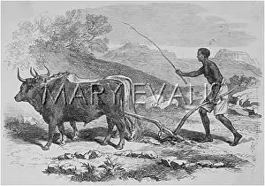 Tigre: PLOUGHING, ETHIOPIA