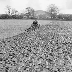 Ellesborough: Ploughing Field