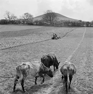 Ellesborough: Ploughing Field