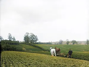 Furrows: PLOUGHING FIELDS