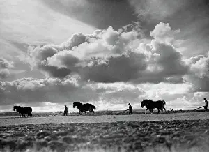 Ploughs: Ploughing the fields