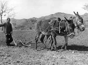 Henan: Ploughing the fields with mules