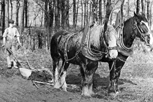 Crofter: Ploughing with horses Victorian period
