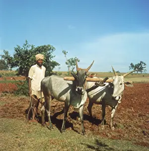 Bangalore: PLOUGHING, INDIA