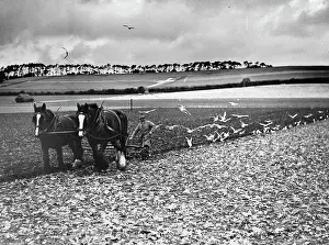 Ploughman: Ploughing in Kent