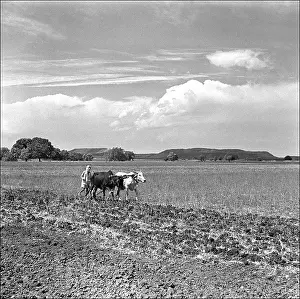 Furrows: Ploughing in Madhya Pradesh, Central India