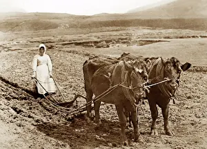 Orkney: Ploughing in Orkney, Scotland