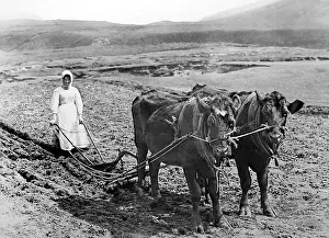 Orkney: Ploughing in Orkney, Scotland