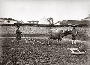 Oxen: Ploughing with oxen, China, circa 1880