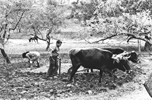 Ploughing with oxen, Crete, Greece
