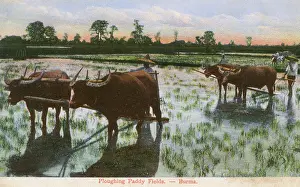 Ploughs: Ploughing a Rice Paddy Field in Myanmar