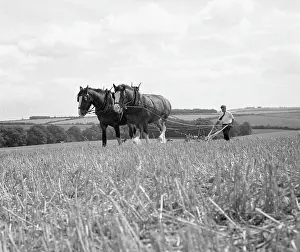 Shire: Ploughing with a team of Shire horses