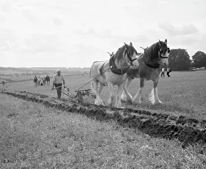 Shire: Ploughing with a team of Shire horses