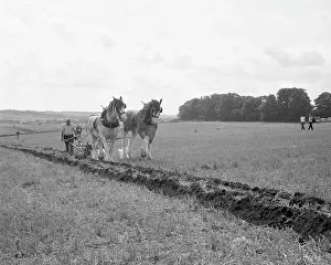 Shire: Ploughing with a team of Shire horses