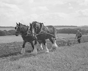 Shire: Ploughing with a team of Shire horses