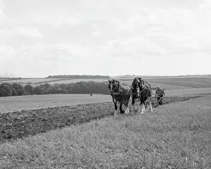 Shire: Ploughing with a team of Shire horses
