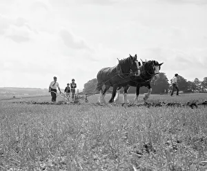 Shire: Ploughing with a team of Shire horses