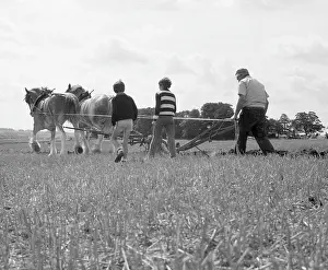 Shire: Ploughing with a team of Shire horses