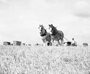 Shire: Ploughing with a team of Shire horses