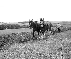 Shire: Ploughing with a team of Shire horses