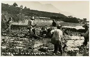 Hoeing: Ploughing Teams in the rice fields, Indonesia